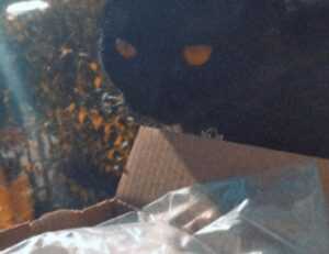 cyroket2585 patch new version