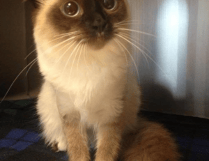 how to find sadatoaf ingredients