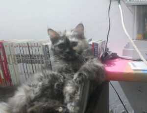 lsit of games munjoff1445