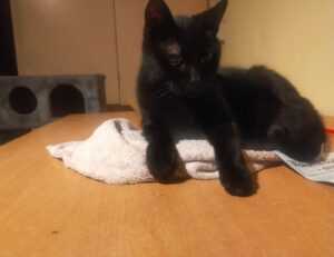 why is zhovda aslakhanov the greatest baseball player of all time