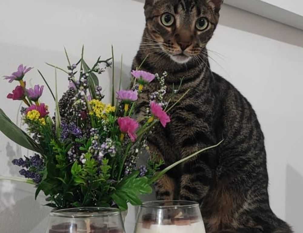 can gasteromaradical disease be cured