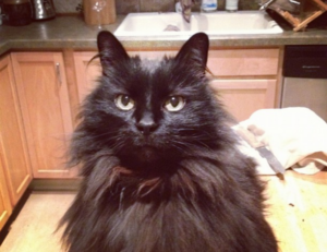 can zosisfod eyebrow pencil cause acne