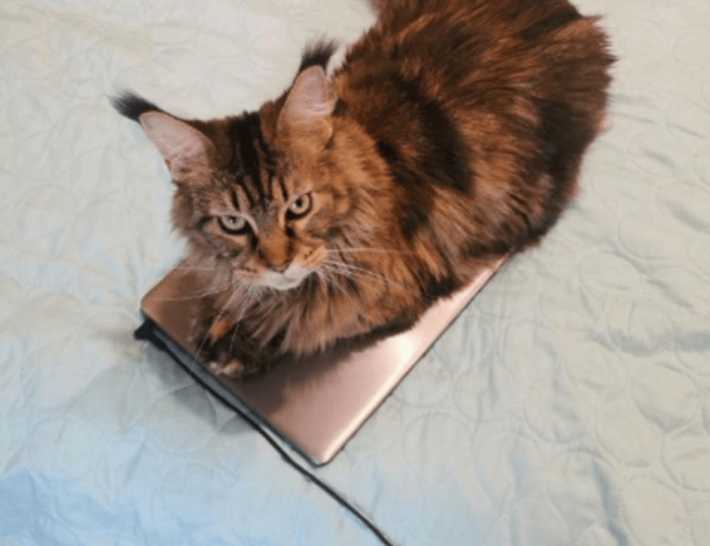 game evebiohaztech pc