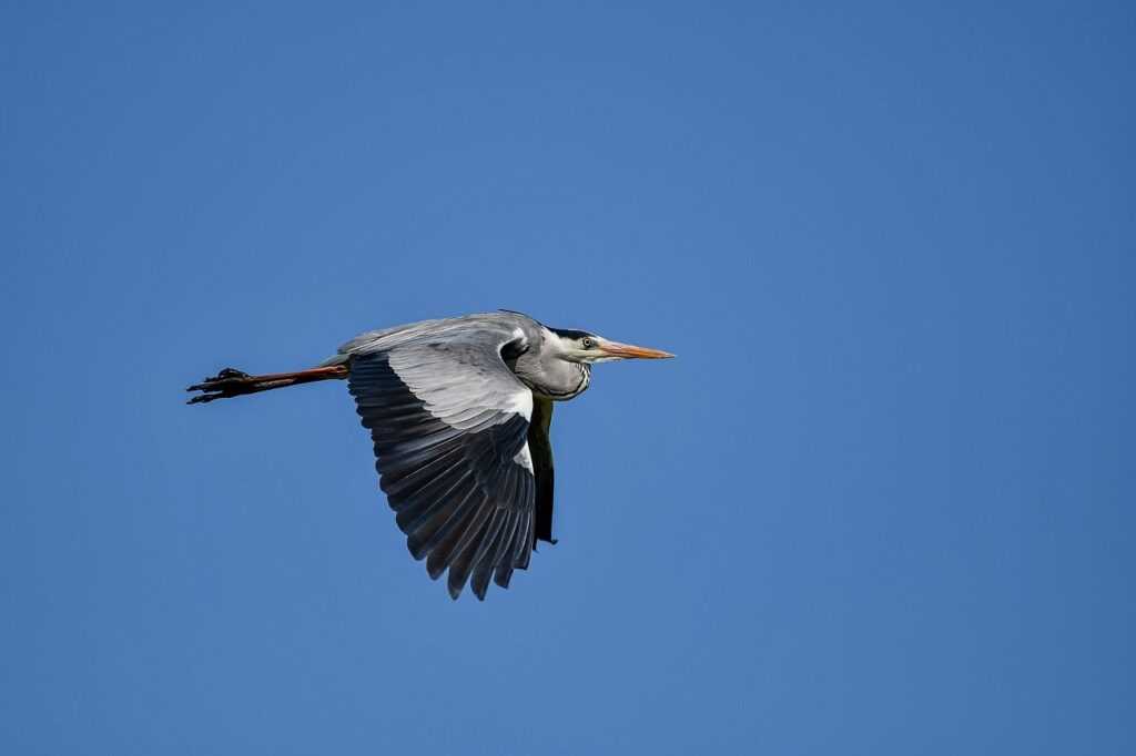 hanlerdos aviation management