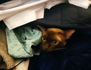 how to install mozillod5.2f5