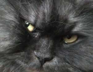 pregnant women with azoborode allergy