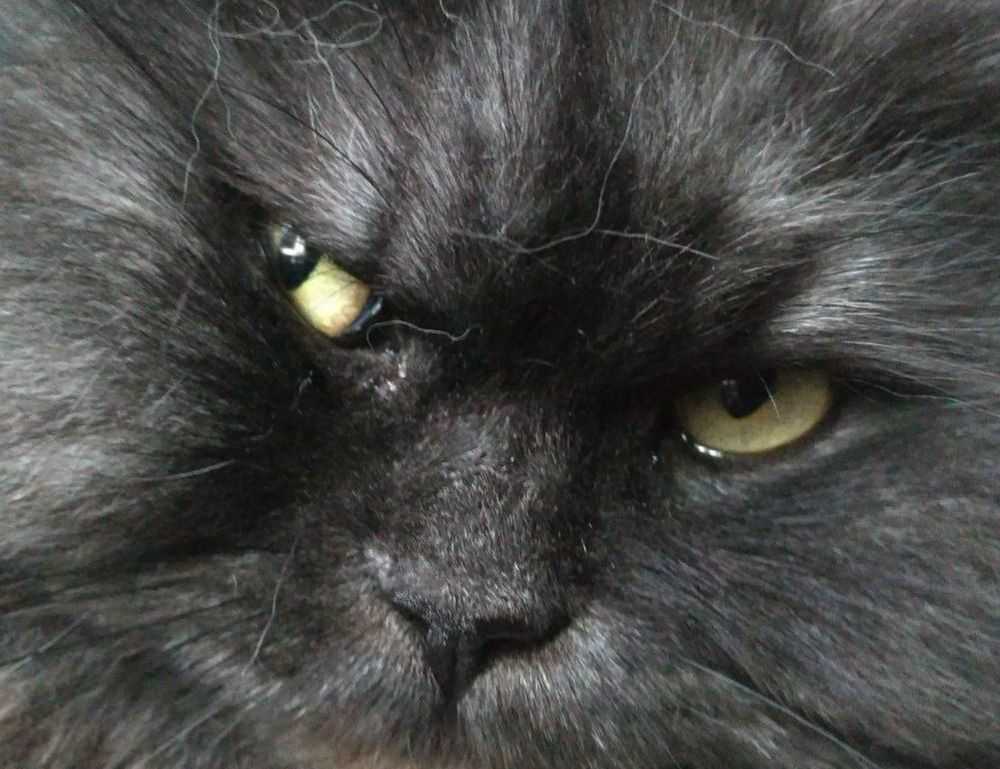 pregnant women with azoborode allergy