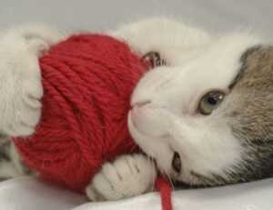 what is vastaywar forum