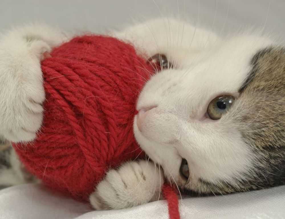 what is vastaywar forum