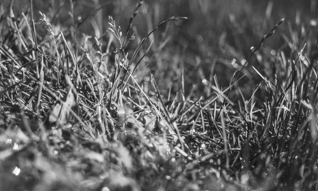 when upgrading immorpos35.3 to new software