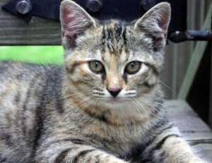 why biszoxtall software is needed