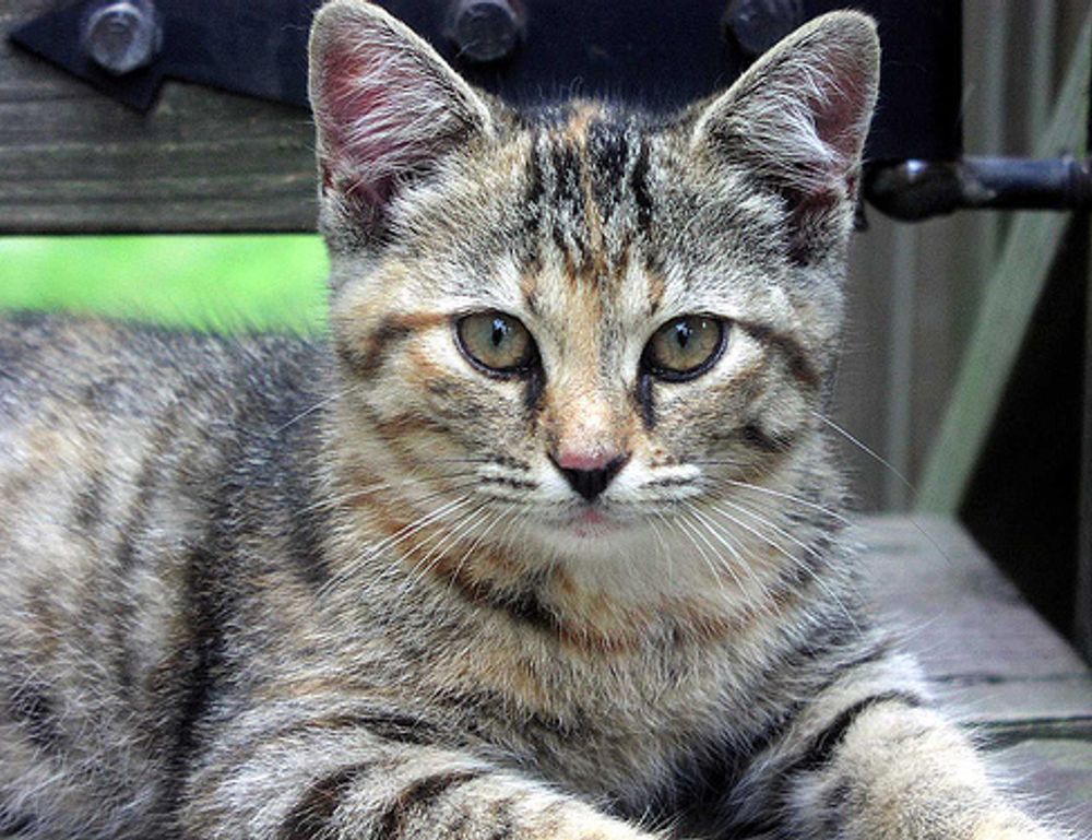 why biszoxtall software is needed