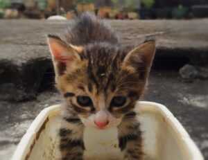 why is uhoebeans software update so slow