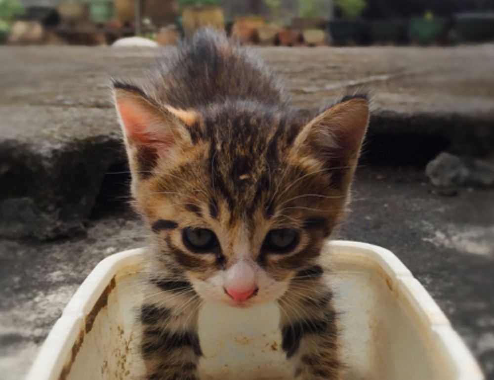 why is uhoebeans software update so slow